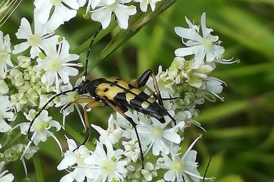 <i>Rutpela maculata</i>