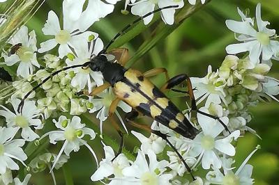 <i>Rutpela maculata</i>