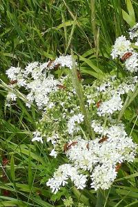 <i>Rhagonycha fulva</i>