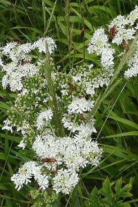 <i>Rhagonycha fulva</i>