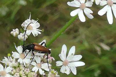 <i>Stenurella melanura</i>