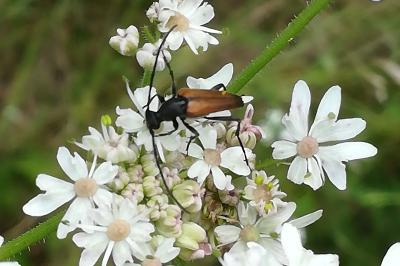 <i>Stenurella melanura</i>