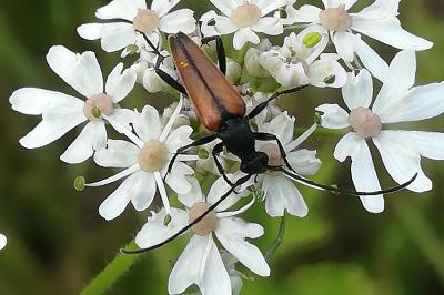 <i>Stenurella melanura</i>