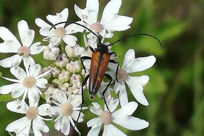 <i>Stenurella melanura</i>