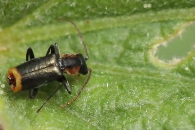 <i>Axinotarsus pulicarius</i>