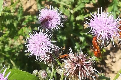 <i>Rhagonycha fulva</i>