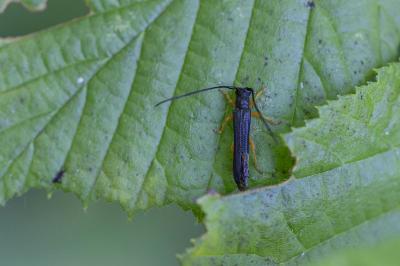 <i>Oberea linearis</i>