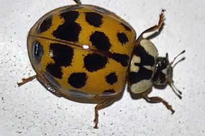 <i>Harmonia axyridis</i>