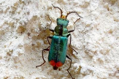 Malachius bipustulatus