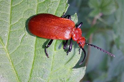 <i>Pyrochroa serraticornis</i>
