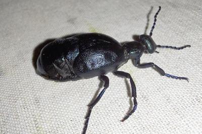 <i>Meloe proscarabaeus</i>