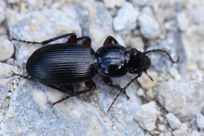 <i>Pterostichus madidus</i>