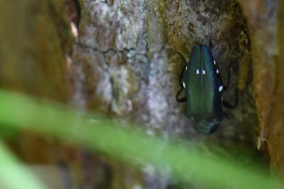 <i>Agrilus biguttatus</i>