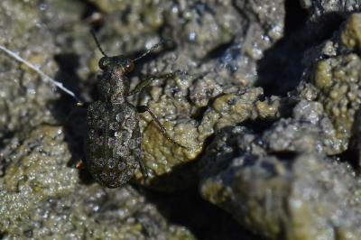 <i>Elaphrus riparius</i>