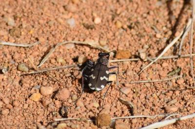 <i>Cicindela hybrida</i>