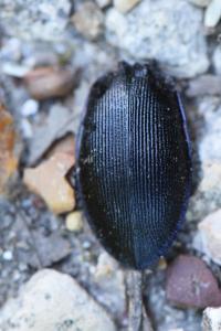 Carabus violaceus