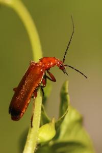 <i>Rhagonycha fulva</i>