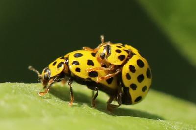 <i>Psyllobora vigintiduopunctata</i>