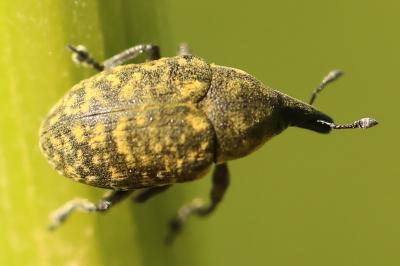 <i>Larinus turbinatus</i>