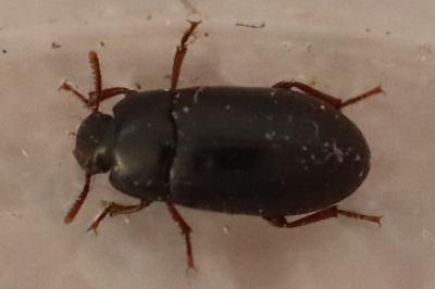 <i>Alphitobius diaperinus</i>