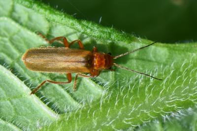 <i>Cantharis</i>