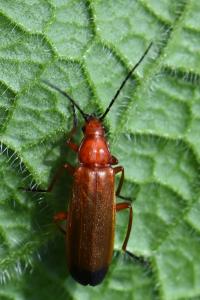 <i>Rhagonycha fulva</i>