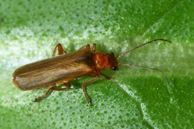 <i>Cantharis</i>