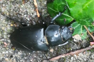 <i>Lucanus cervus</i>