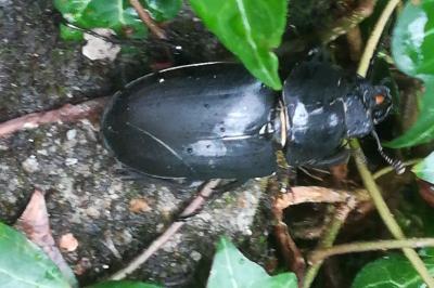 <i>Lucanus cervus</i>