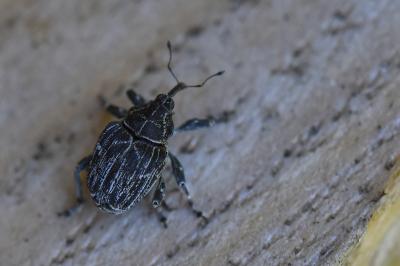 <i>Mogulones geographicus</i>