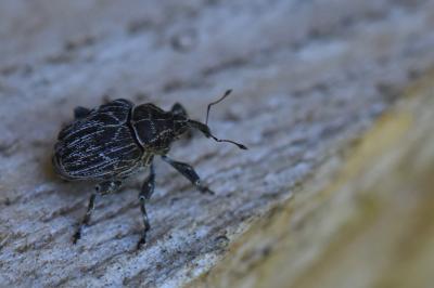 <i>Mogulones geographicus</i>