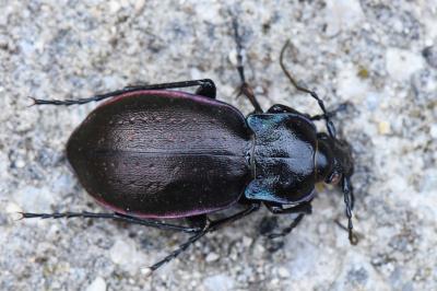 <i>Carabus nemoralis</i>