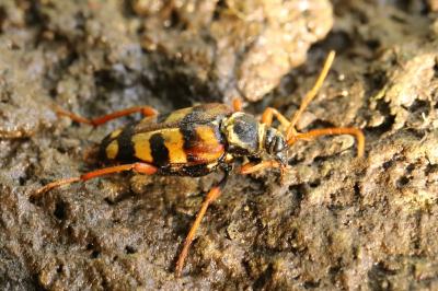 <i>Leptura aurulenta</i>