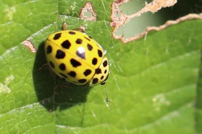 <i>Psyllobora vigintiduopunctata</i>