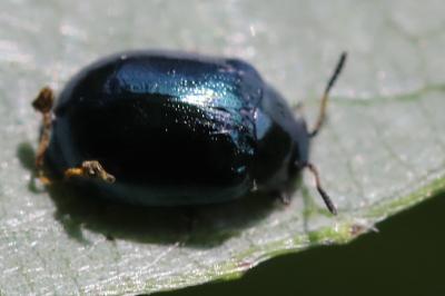 <i>Plagiodera versicolora</i>