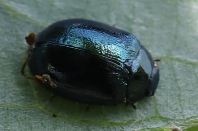 <i>Plagiodera versicolora</i>