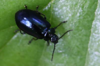 <i>Agelastica alni</i>