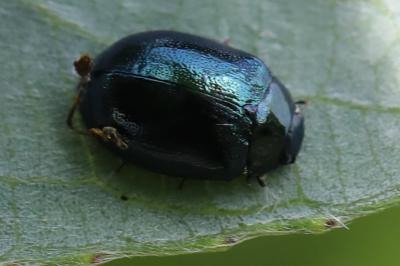 <i>Plagiodera versicolora</i>