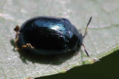 <i>Plagiodera versicolora</i>