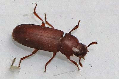 <i>Tribolium castaneum</i>