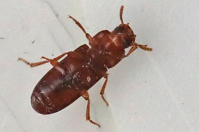 <i>Tribolium castaneum</i>