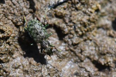 <i>Elaphrus riparius</i>