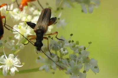 <i>Oedemera podagrariae</i>