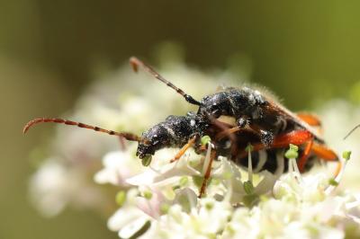 <i>Stenopterus rufus</i>