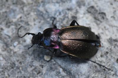 <i>Carabus nemoralis</i>