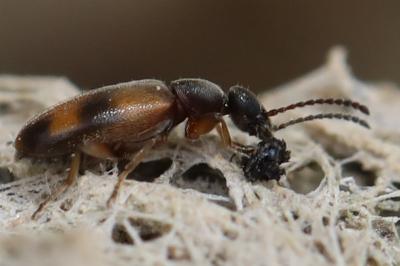 <i>Anthicus antherinus</i>