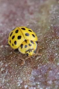 <i>Psyllobora vigintiduopunctata</i>