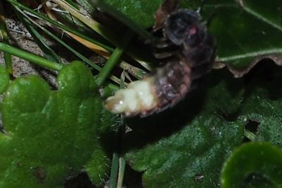 <i>Lampyris noctiluca</i>