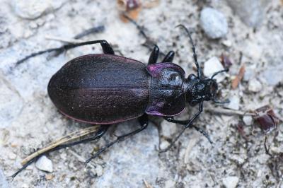 <i>Carabus nemoralis</i>