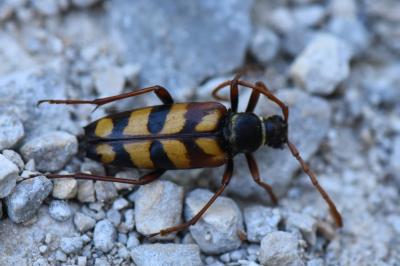 <i>Leptura aurulenta</i>
